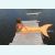 хвост русалки+купальник оранжевый модель экстра